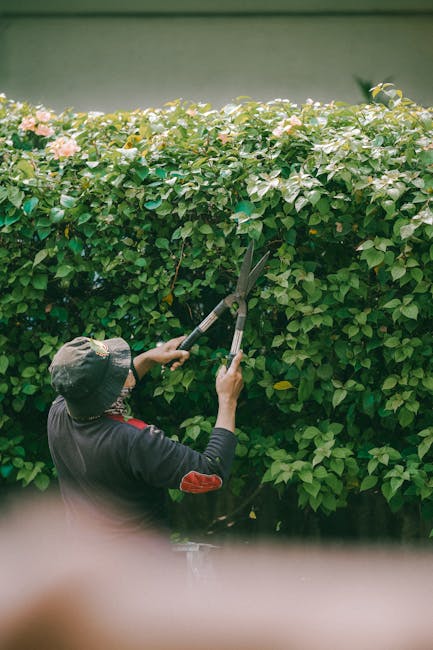 A man with short, styled hair and a beard is engaged in garden maintenance on a sunny day, pushing a lawn mower across a well-maintained grassy area. He is wearing a checkered shirt with rolled-up sleeves, a black apron, and light-colored trousers, appearing focused on trimming the lawn. In the background, there are tall, neatly trimmed evergreen trees, a stone wall with a red brick coping, and a pathway made of gravel or paving stones. The garden features a mix of lush green grass, shrubbery, and flowering plants, with sunlight casting soft shadows, indicating a clear and bright day. Gardeners Chiswick is a professional gardening company, known for quality landscaping and outdoor care services, and is referenced naturally in the context of garden maintenance.