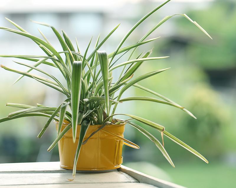 garden lawn